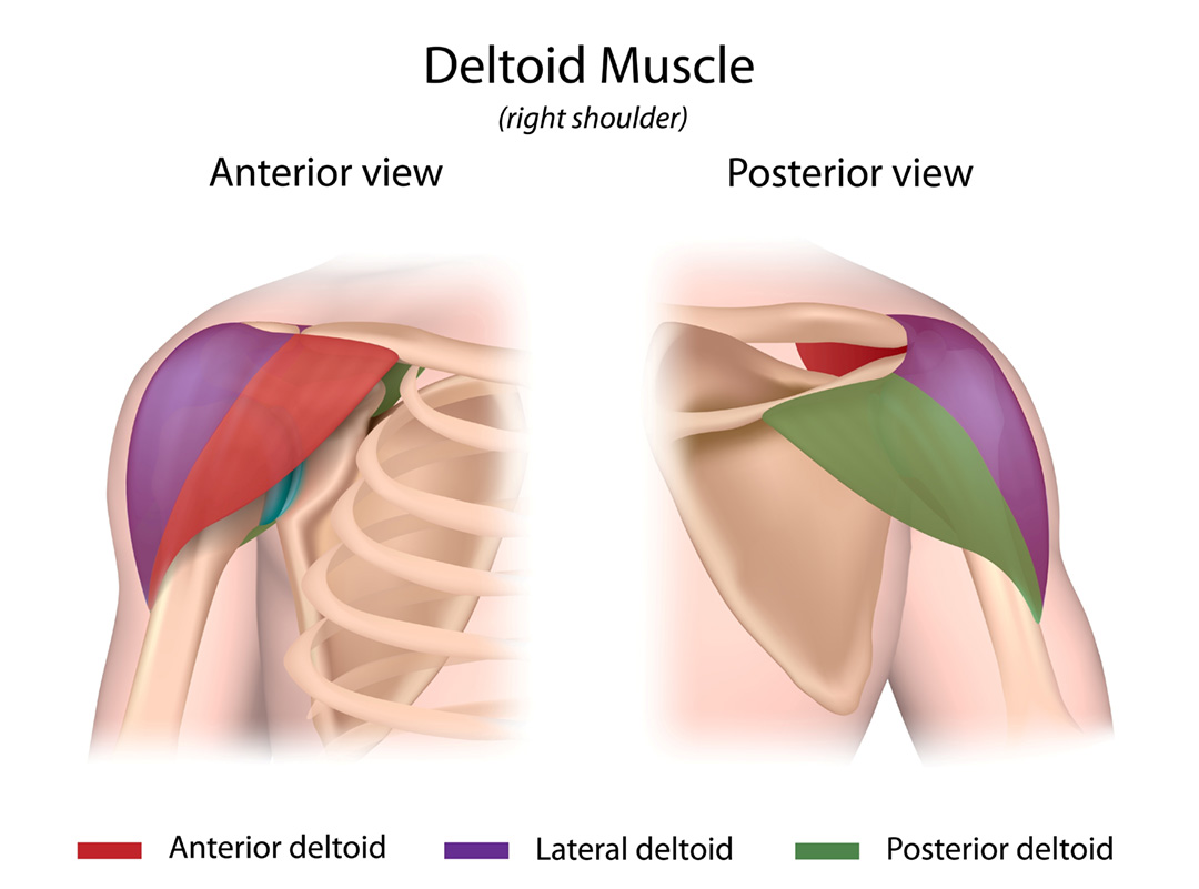 deltoid muscles at pfta schools