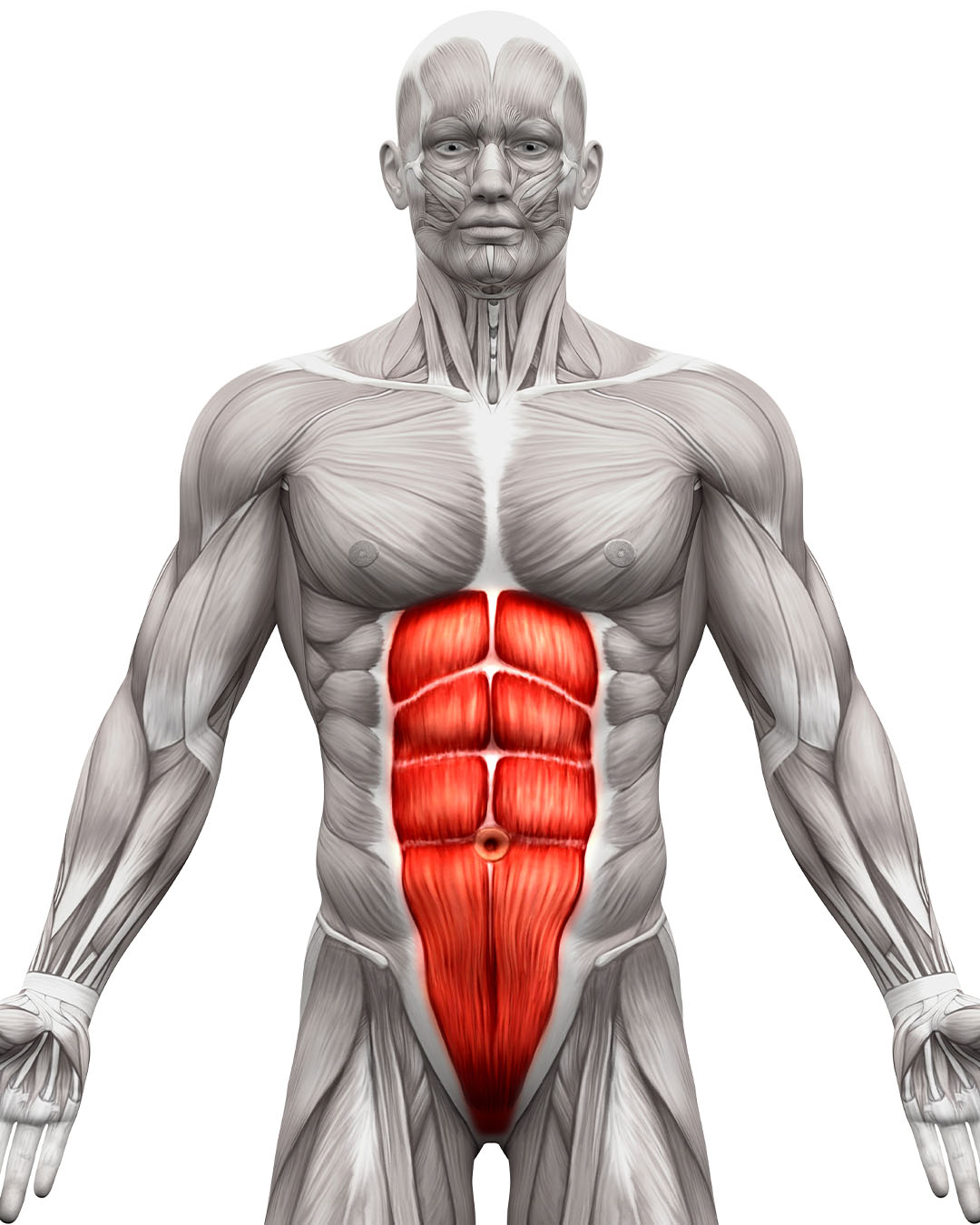 Six Pack Abs - the science, the muscle, and the plan