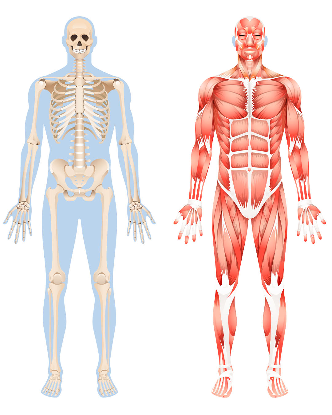 human anatomy exercises at pfta schools