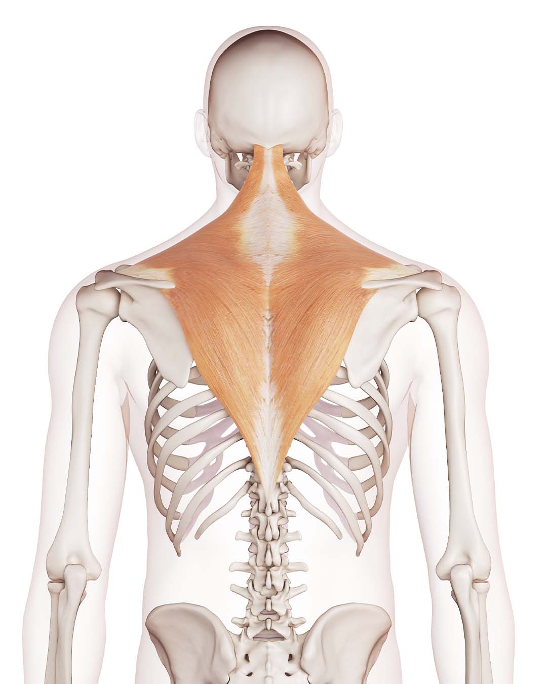 trapezius muscle at pfta schools